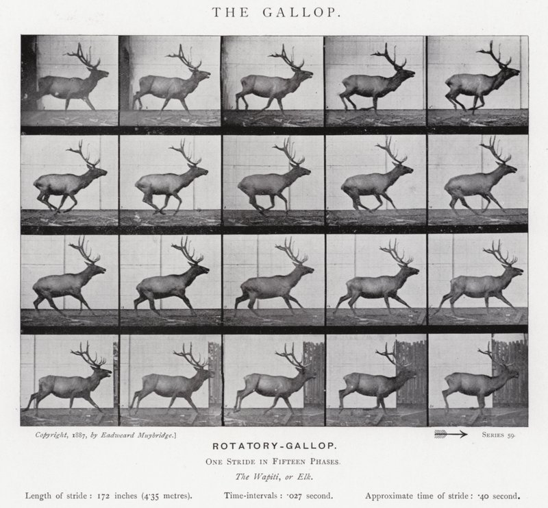 Eadweard Muybridge: Il galoppo da Eadweard Muybridge