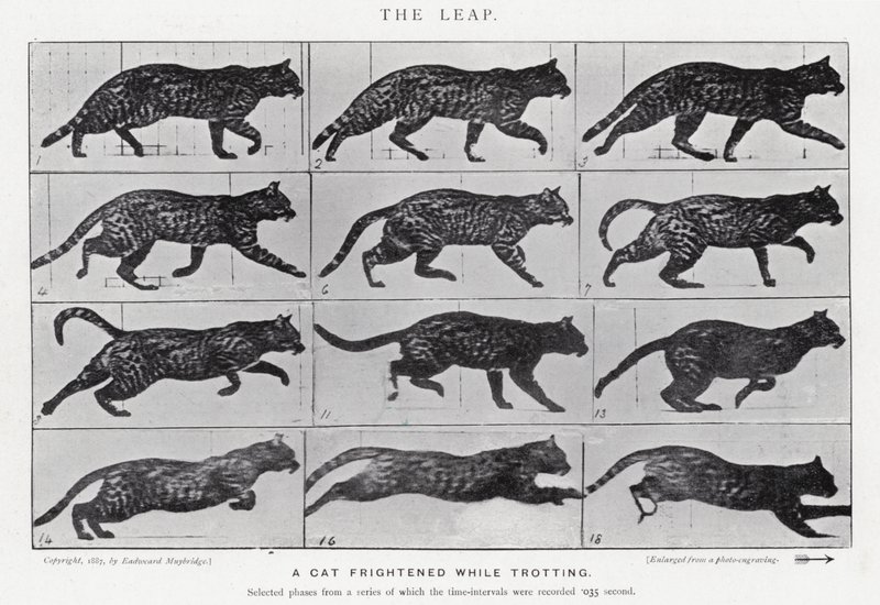 Il salto da Eadweard Muybridge
