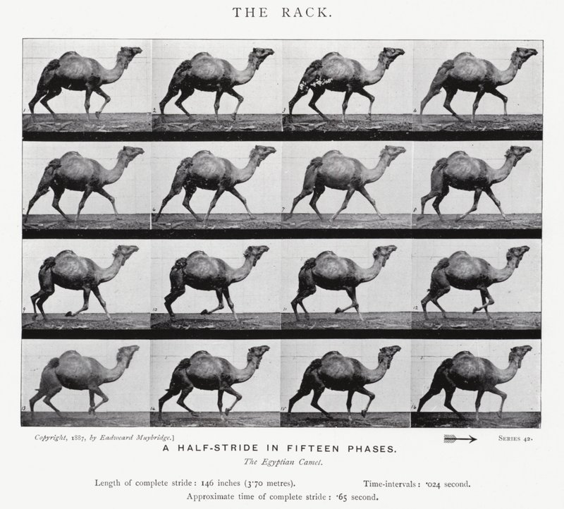Il galoppo da Eadweard Muybridge
