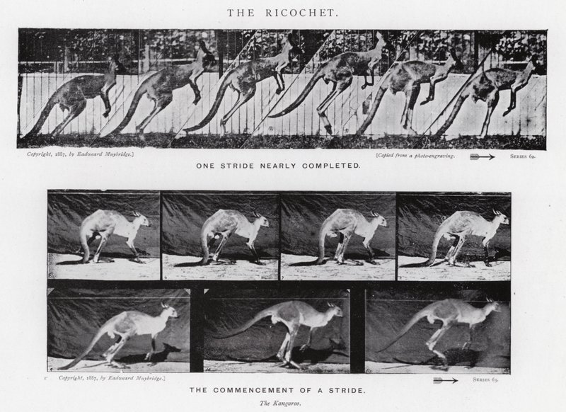 Eadweard Muybridge: Il rimbalzo da Eadweard Muybridge