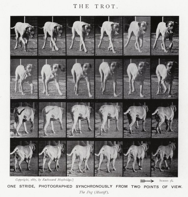 Eadweard Muybridge: Il trotto da Eadweard Muybridge