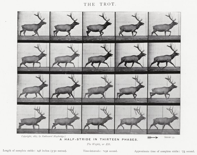 Il trotto da Eadweard Muybridge
