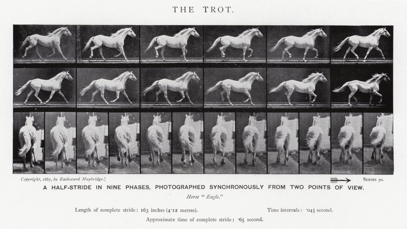 Eadweard Muybridge: Il trotto (foto in bianco e nero) da Eadweard Muybridge