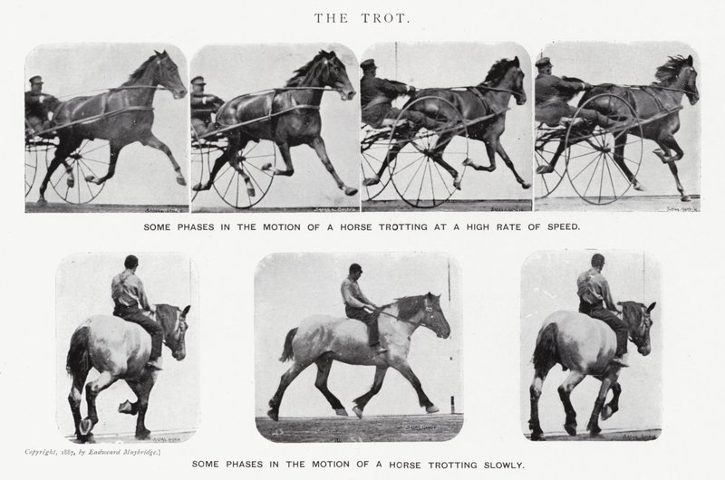 Eadweard Muybridge: Il trotto (foto in bianco e nero) da Eadweard Muybridge