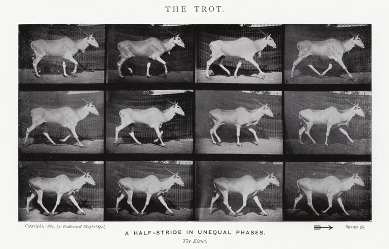 Eadweard Muybridge: Il trotto da Eadweard Muybridge