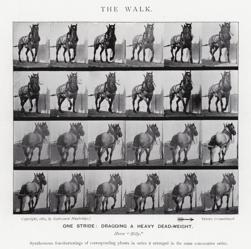 Eadweard Muybridge: La camminata da Eadweard Muybridge
