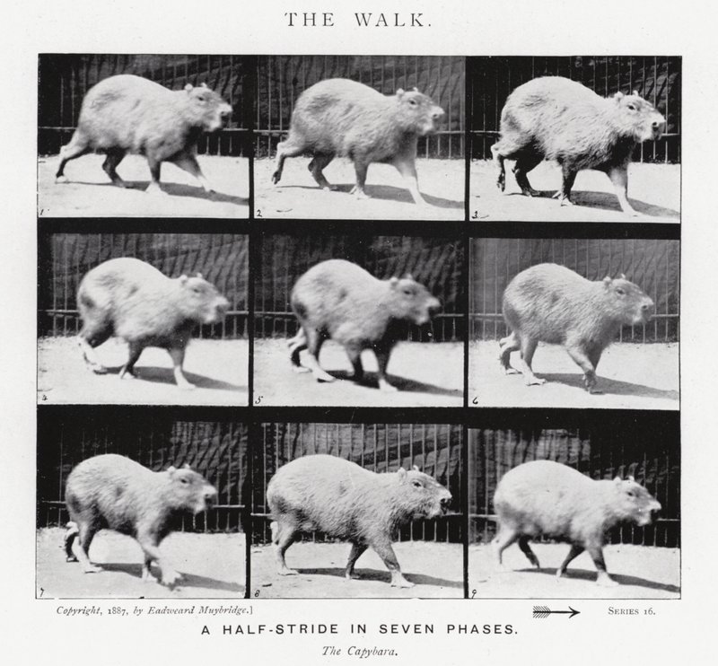 Eadweard Muybridge: La camminata da Eadweard Muybridge