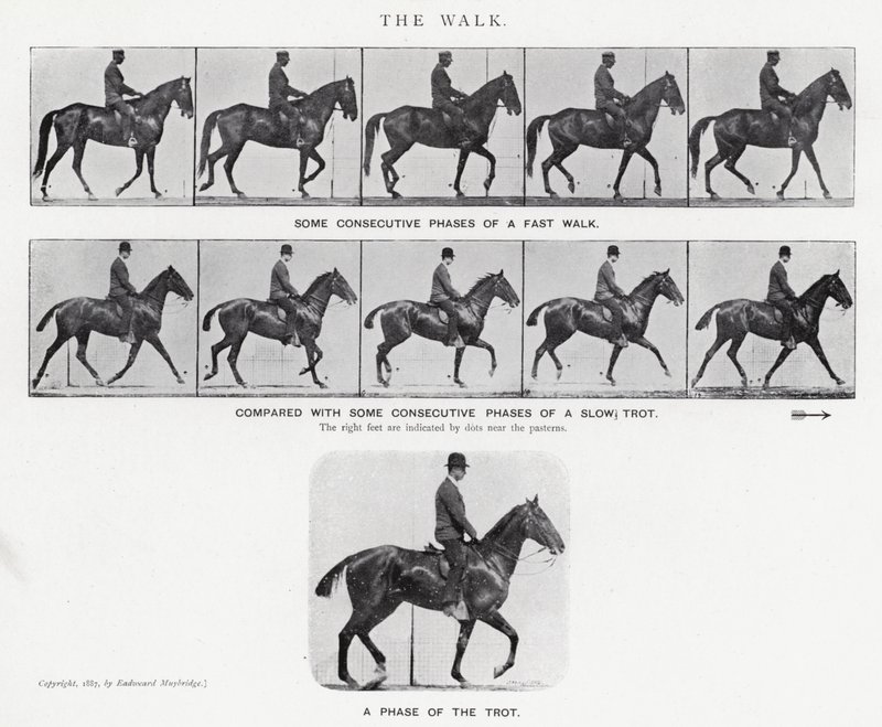 Eadweard Muybridge: La camminata da Eadweard Muybridge