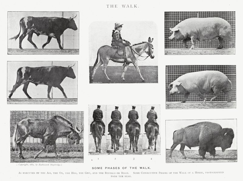 Eadweard Muybridge: La camminata da Eadweard Muybridge