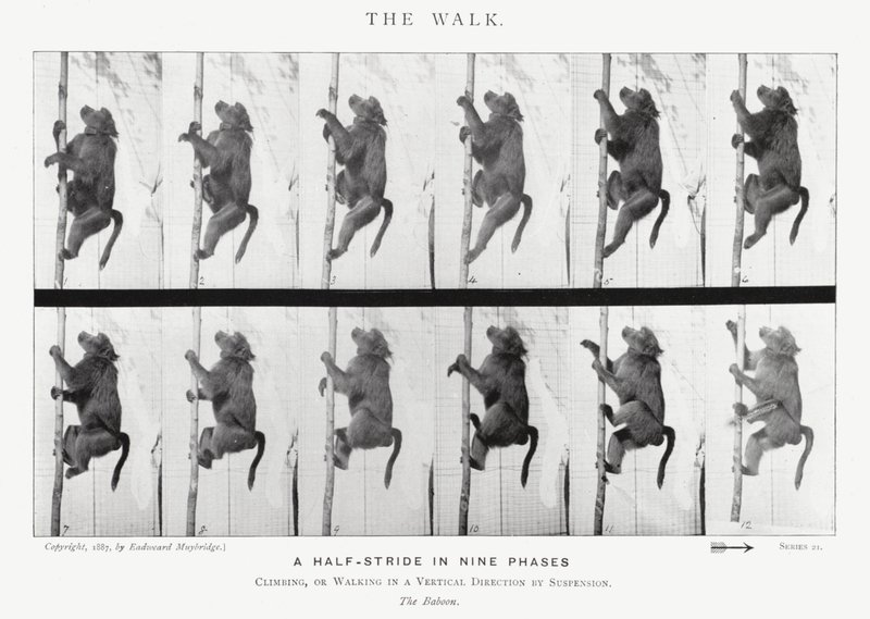 Eadweard Muybridge: La camminata da Eadweard Muybridge