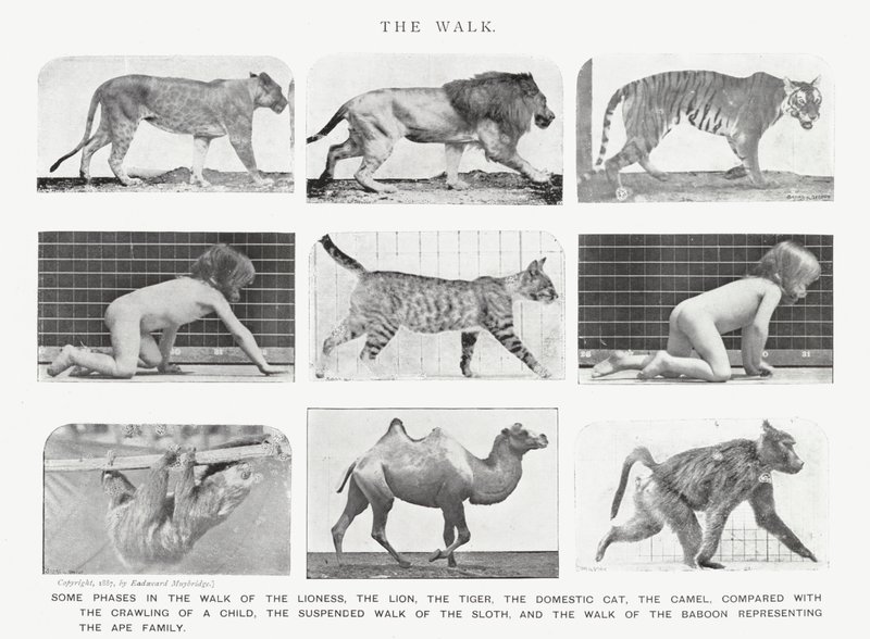 Eadweard Muybridge: La camminata da Eadweard Muybridge