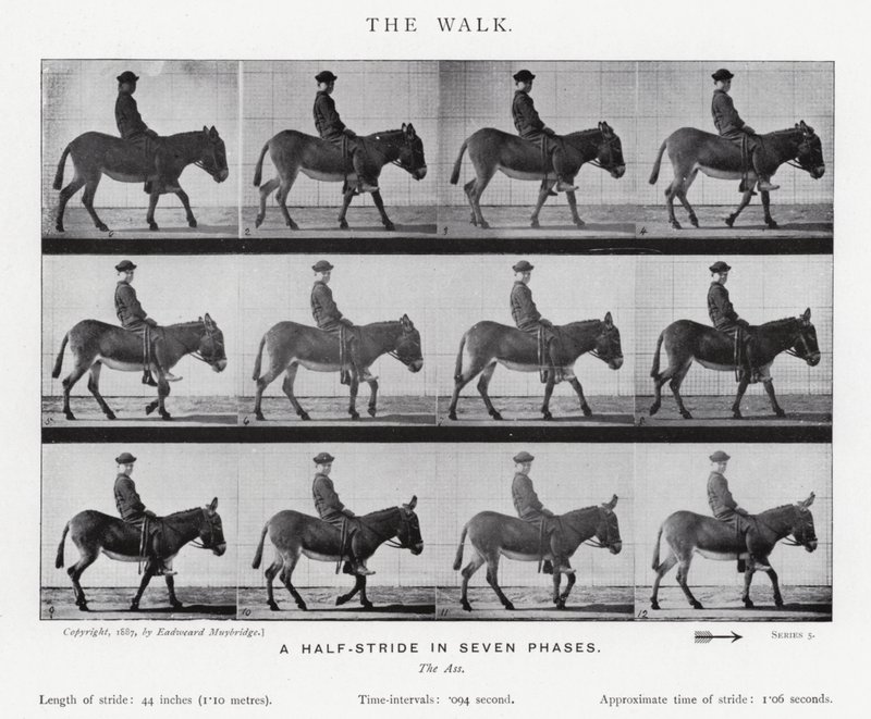 Eadweard Muybridge: La camminata (foto in b/n) da Eadweard Muybridge