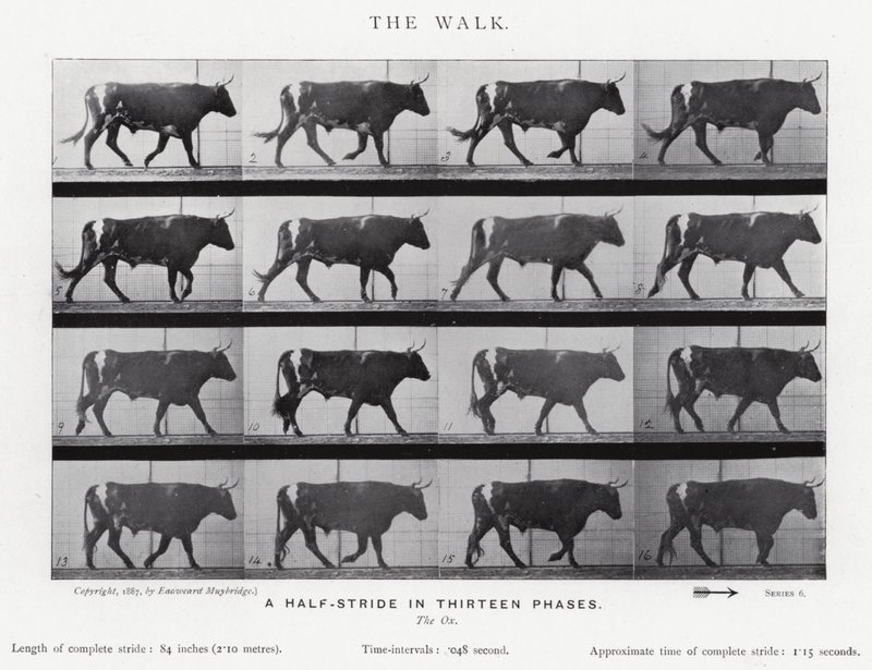 Eadweard Muybridge: La camminata (foto in b/n) da Eadweard Muybridge