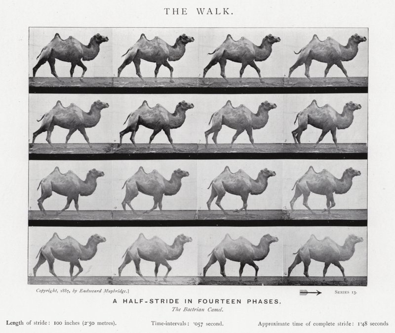 Eadweard Muybridge: La camminata (foto in b/n) da Eadweard Muybridge