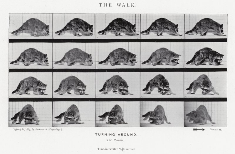 Eadweard Muybridge: La camminata (foto in b/n) da Eadweard Muybridge