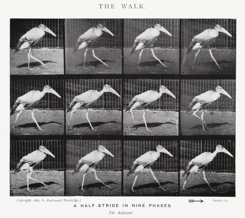 Eadweard Muybridge: La camminata (foto in b/n) da Eadweard Muybridge