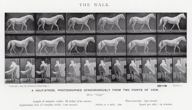 Eadweard Muybridge: La camminata (foto in bianco e nero) da Eadweard Muybridge