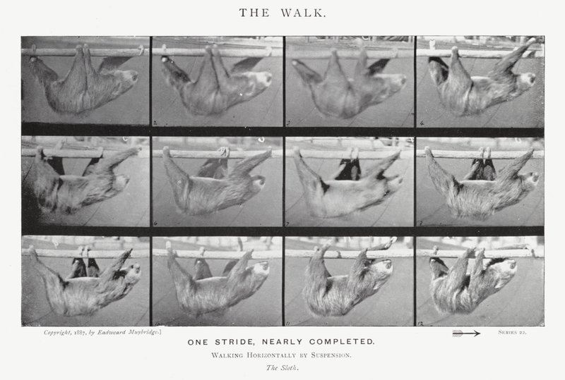 Eadweard Muybridge: La camminata da Eadweard Muybridge