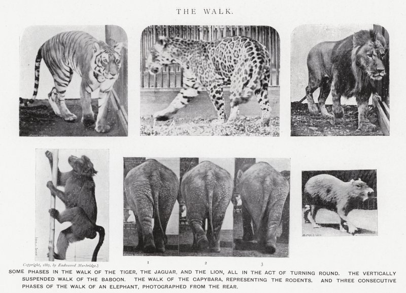 Eadweard Muybridge: La camminata da Eadweard Muybridge