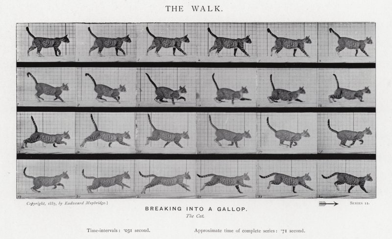 Eadweard Muybridge: La camminata da Eadweard Muybridge