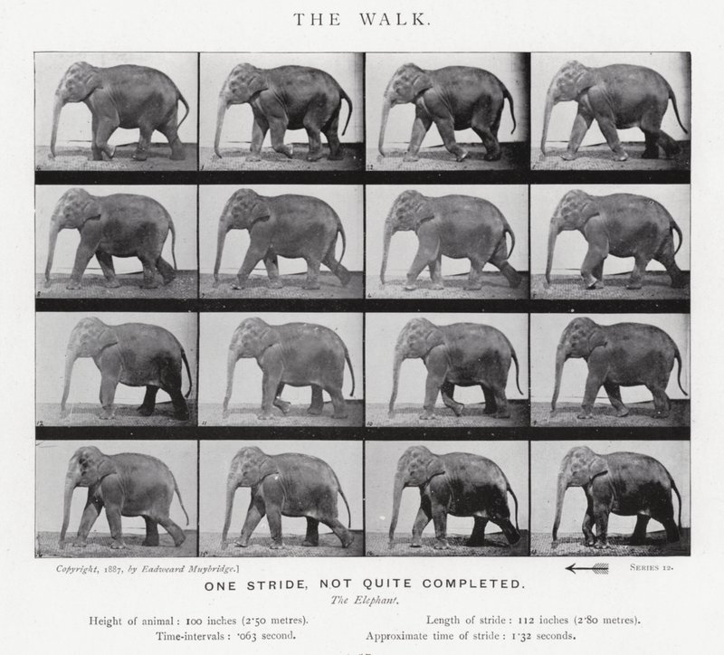 Eadweard Muybridge: La camminata da Eadweard Muybridge