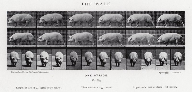 Eadweard Muybridge: La camminata da Eadweard Muybridge