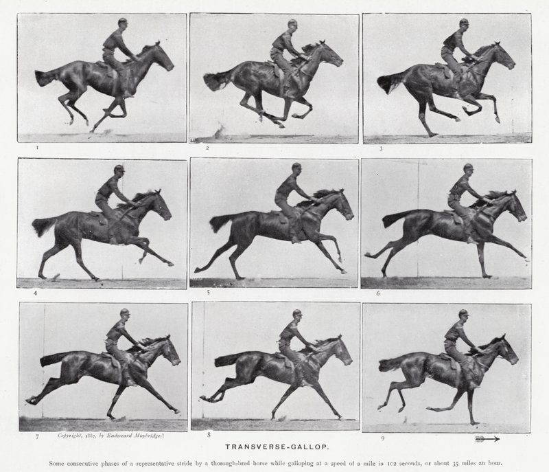 Eadweard Muybridge: Galoppo trasversale da Eadweard Muybridge