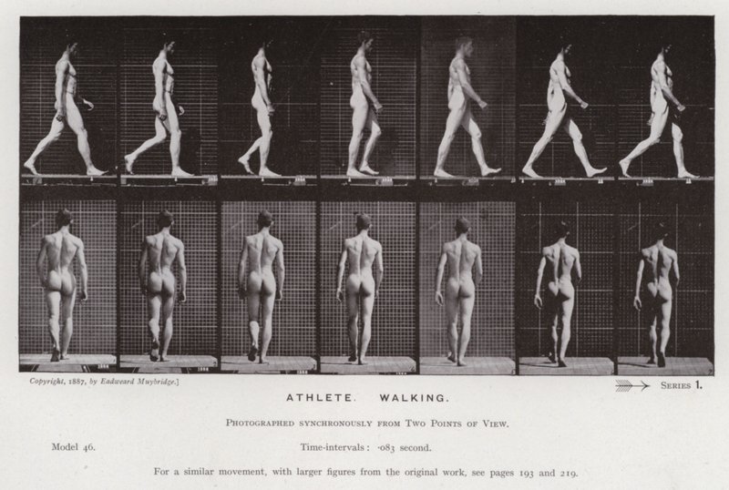 La figura umana in movimento: Atleta, camminando da Eadweard Muybridge