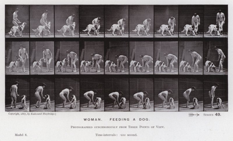 Figura umana in movimento: Donna che dà da mangiare a un cane da Eadweard Muybridge