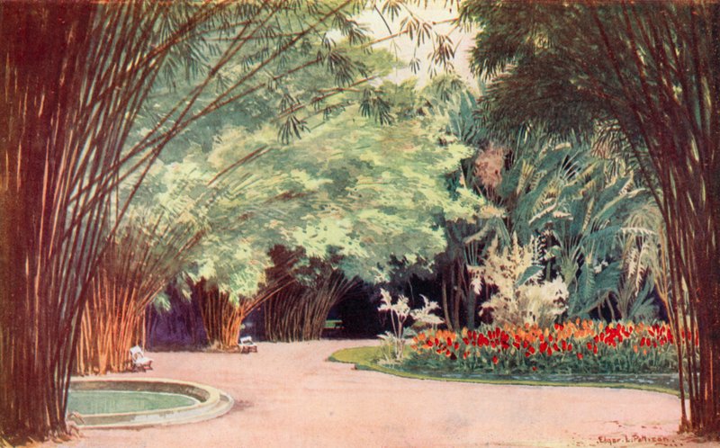 Un boschetto di bambù, Giardini Botanici da Edgar L. Pattison