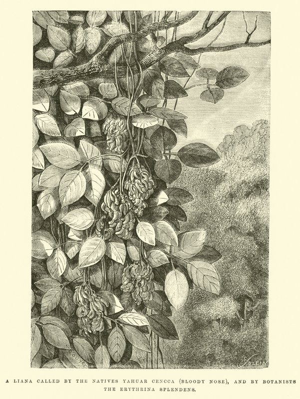 Una liana chiamata dagli indigeni Yahuar Cencca (Naso Sanguinante), e dai botanici Erythrina splendens da Edouard Riou