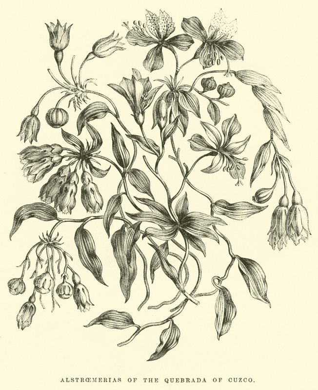 Alstroemerias della Quebrada di Cuzco da Edouard Riou