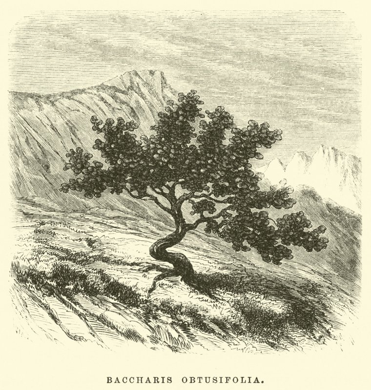 Baccharis obtusifolia da Edouard Riou