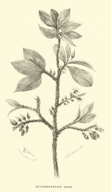 Erythroxylon coca da Edouard Riou