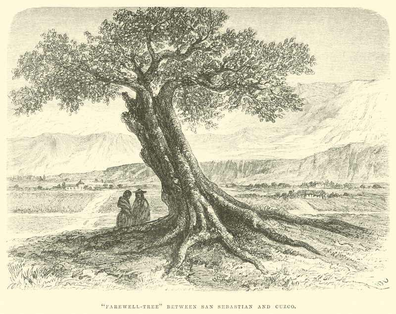 Albero dell