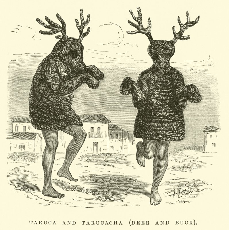 Taruca e Tarucacha, cervo e capriolo da Edouard Riou