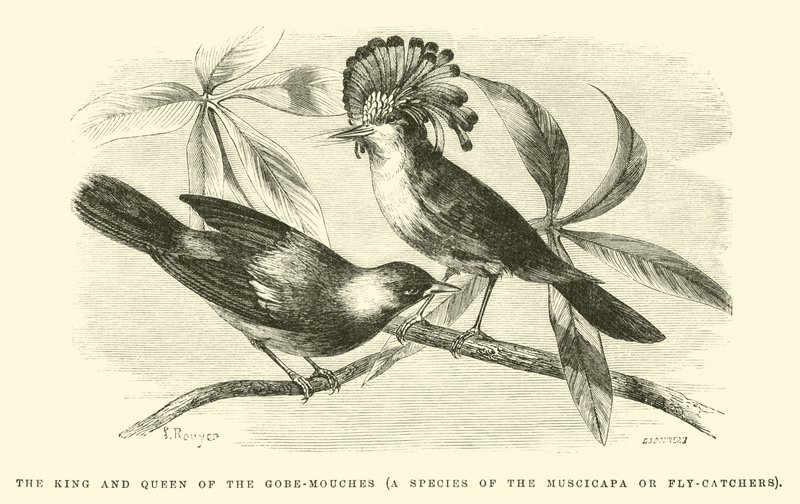 Il Re e la Regina dei Gobe-mouches, una specie di Muscicapa da Edouard Riou