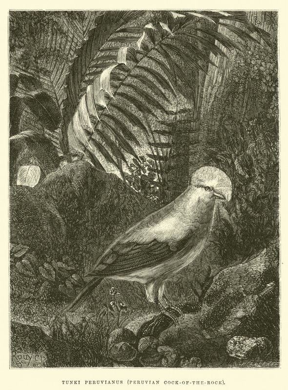 Tunki Peruvianus, Gallo delle rocce peruviano da Edouard Riou