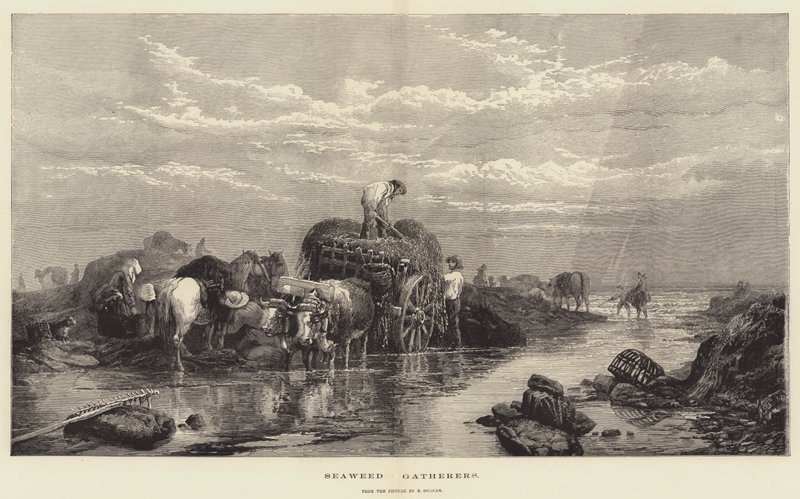 Raccoglitori di alghe da Edward Duncan