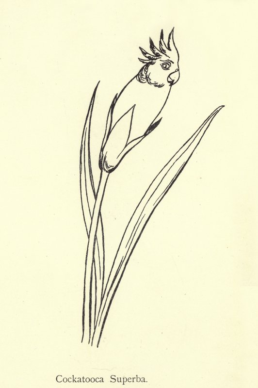 Cockatooca Superba da Edward Lear