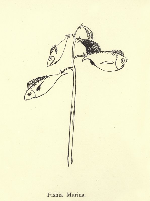 Fishia Marina da Edward Lear