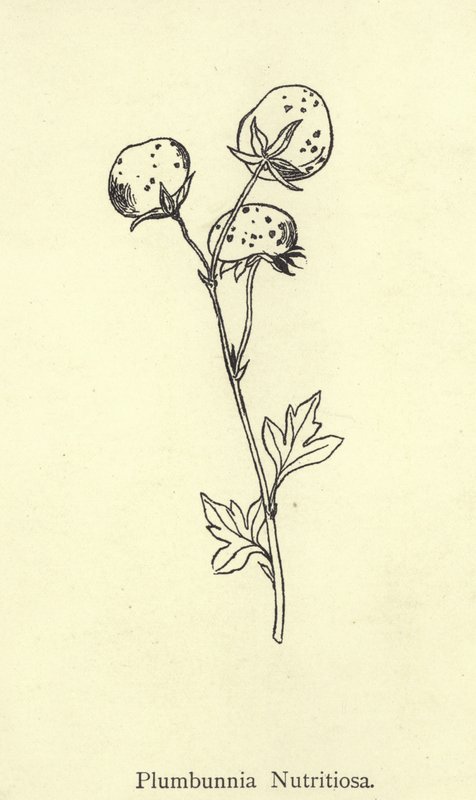 Plumbunnia Nutritiosa da Edward Lear