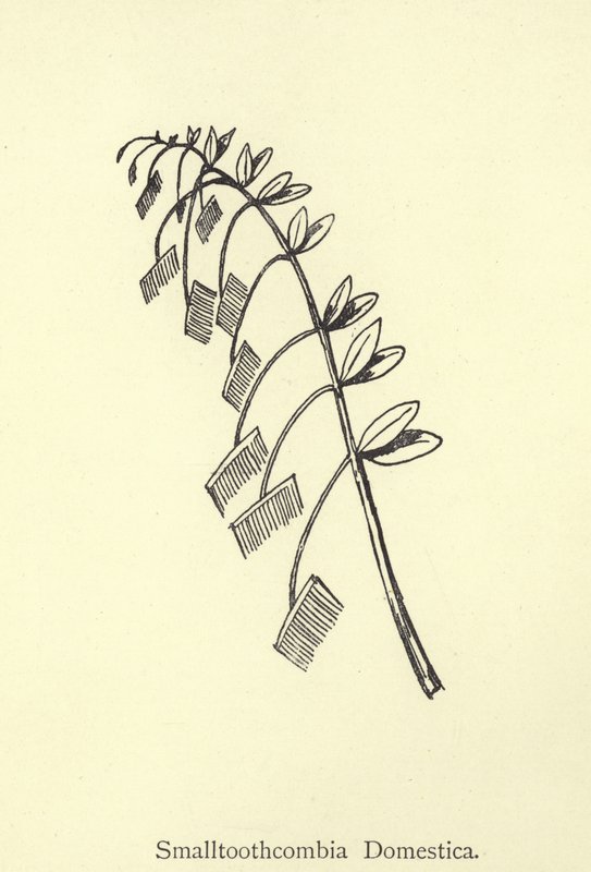 Smalltoothcombia Domestica da Edward Lear