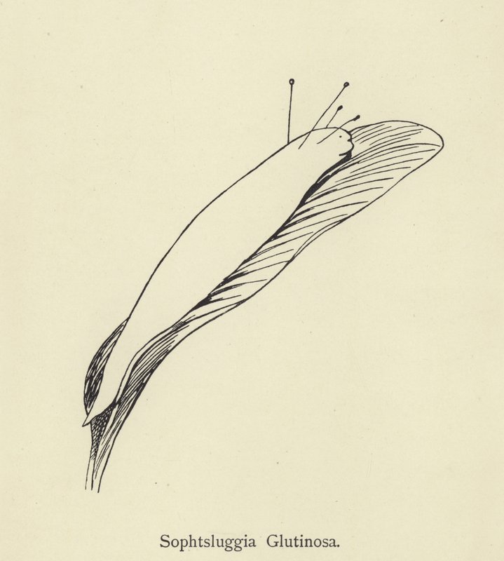 Sophtsluggia Glutinosa da Edward Lear