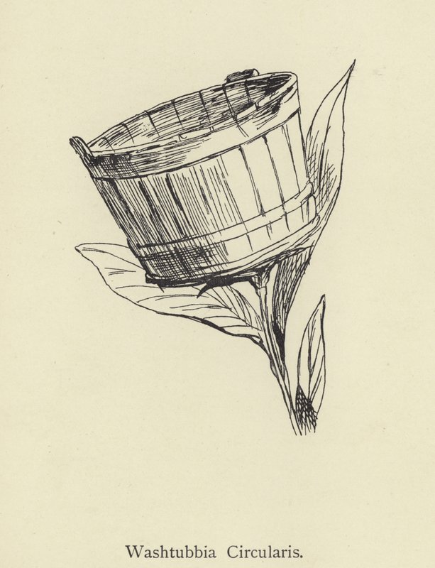 Washtubbia Circularis da Edward Lear