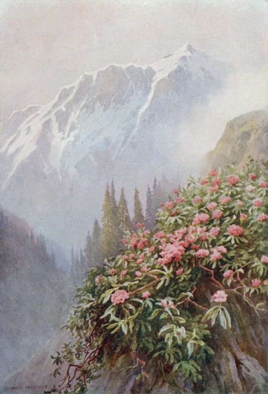 Rhododendron selvatici da Edward Mary Joseph Molyneux