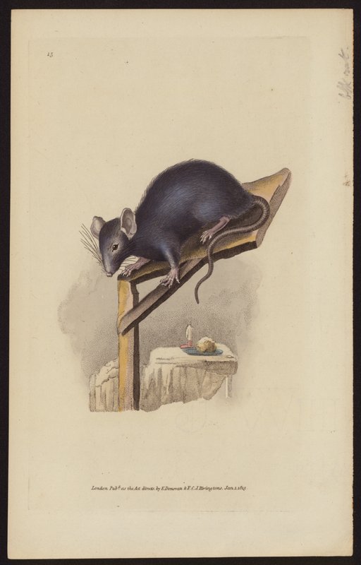 Ratto nero da Edward (after) Donovan