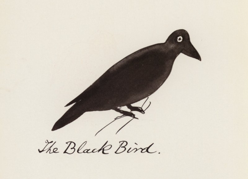 Il Libro degli Uccelli: L
