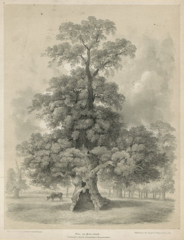 Olmo a Hyde Park, Londra da Edward Hassell