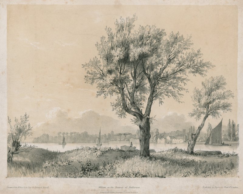 Salici sul Tamigi a Battersea da Edward Hassell
